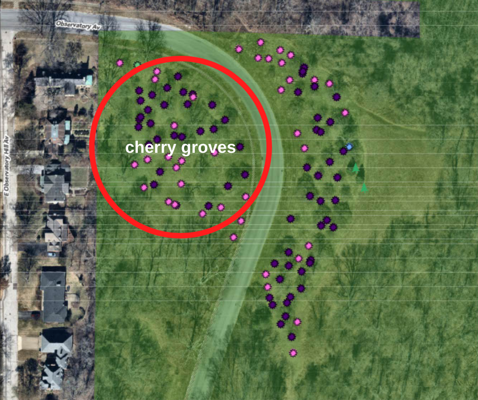 Cherry grove map at Ault Park